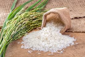 Rice (Basmati & Non-Basmati)